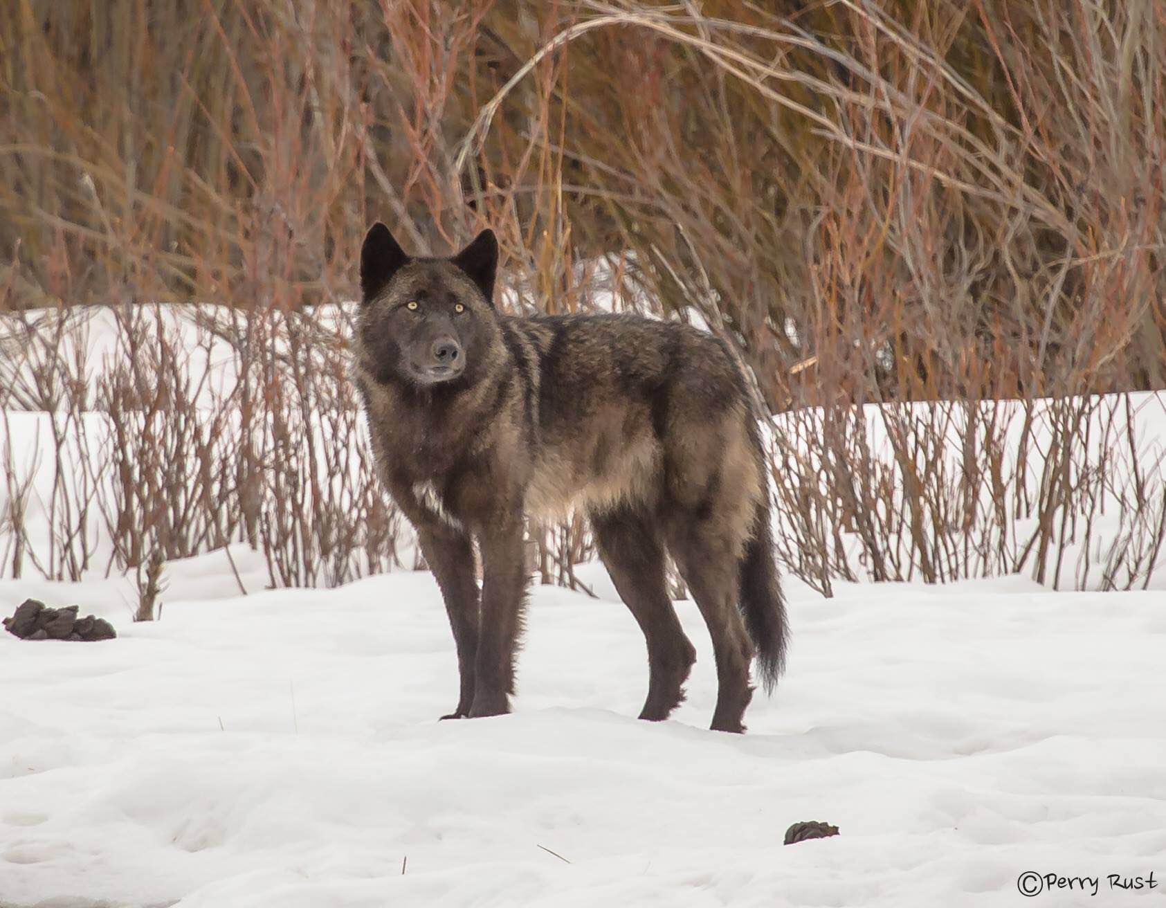 Wolves And The Environment